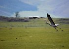Jufferkraanvogel (demoiselle crane) (Grus virgo) op weg naar Orkhon Falls 16-08-2016 (5)